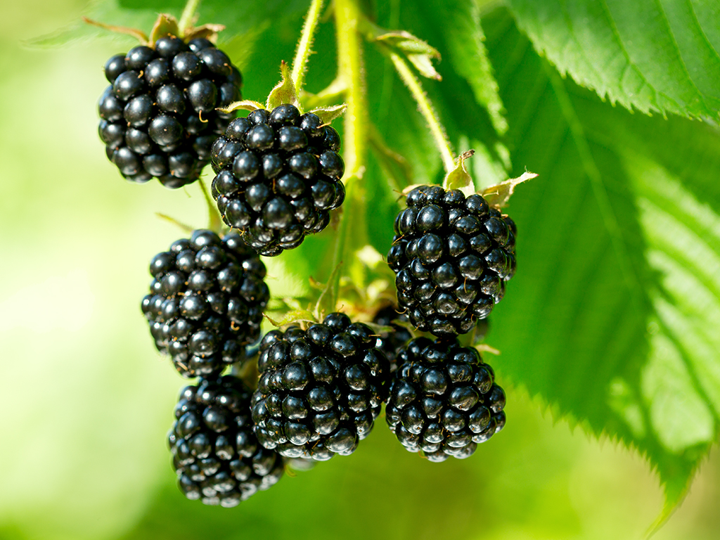 Health Benefits Of Blackberries